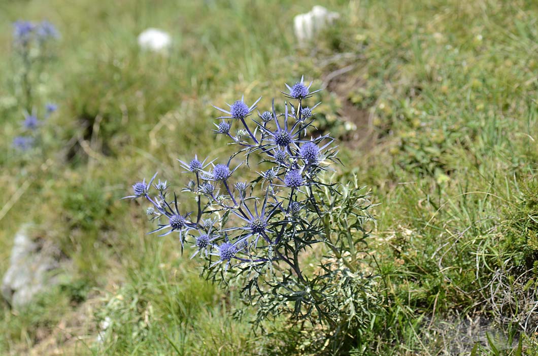 Eryngium amethystinum / Calcatreppola ametistina